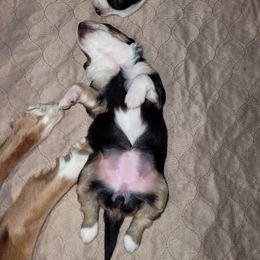 English Shepherd Puppies from ThreeDarkBays English Shepherds