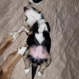 English Shepherd Puppies from ThreeDarkBays English Shepherds