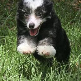 Matteo - Black and white male Chinese Crested puppy in Hernando, Florida from Bent Oak Chinese Cresteds