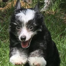 Matteo - Black and white male Chinese Crested puppy in Hernando, Florida from Bent Oak Chinese Cresteds