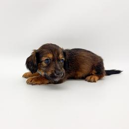 Basil - Red male Dachshund puppy in Waddell, Arizona from Neu Doxies