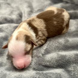 Gimmik - Red merle male Miniature American Shepherd puppy in Rindge, New Hampshire from Lil' Bit Aussie