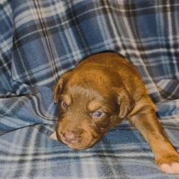 Enzo - Red tri-color male Australian Shepherd puppy in Marengo, Indiana from J&J Kennel