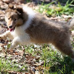 Shetland Sheepdog Puppies from Ulysses Shelties