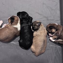Havanese Puppies from Cajun Coast Havanese