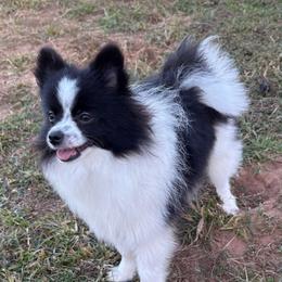 AKC CHASE - Teddy Bear - Black parti male Pomeranian puppy in Byron, Georgia from Tracys Pom Palace