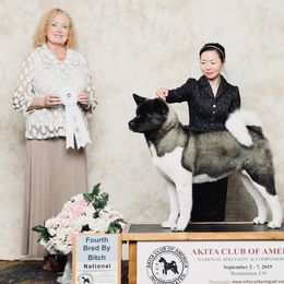 Akita All Grown Up from Aces-Up Akitas