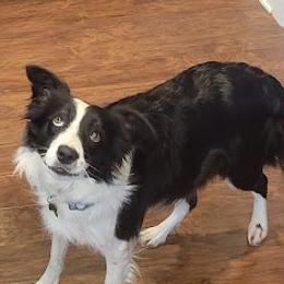 Blue - Border Collie