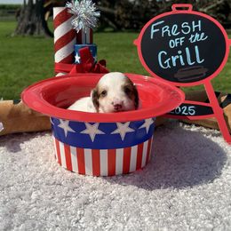Franklin - Red male Dachshund puppy in Chillicothe, Ohio from Brittney's Dachshunds