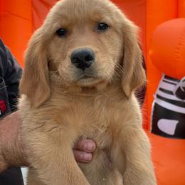 Brown collar male - Letty - Golden male Golden Retriever puppy in Yucaipa, California from Blessed Goldens
