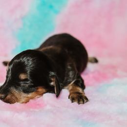 Black Tan Female 1 - Black and tan female Dachshund puppy in Coldwater, Mississippi from Mississippi Shorties Miniature Dachshunds