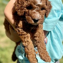 Cavapoo Puppies from The Doodle Den