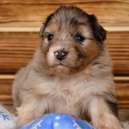 Bretzel - Blue merle female Australian Shepherd puppy in Kirksville, Missouri from BellSharps Australian Shepherds