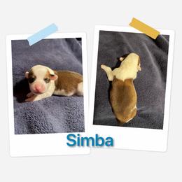 Simba - White and red male Pembroke Welsh Corgi puppy in Athens, Alabama from Southern Sass Corgis
