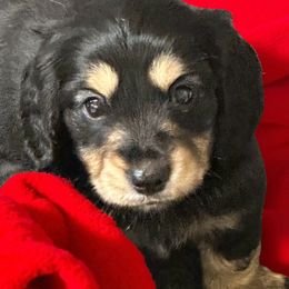 Strut - Black and cream male Dachshund puppy in Franklinton, North Carolina from Wildwynn Dachshunds