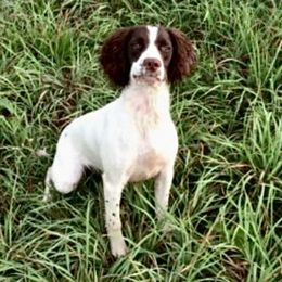 Niamh - English Springer Spaniel