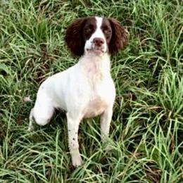 Niamh - English Springer Spaniel