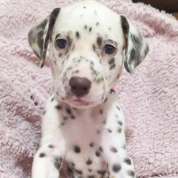 Jigglypuff (Hot Pink Collar) - White and liver brown female Dalmatian puppy in Raymondville, Missouri from Wagner's Dalmatian's