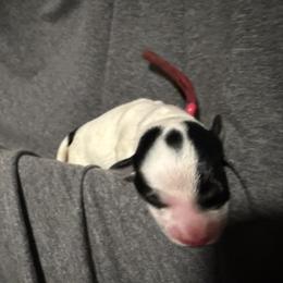 Pink - Parti female Miniature Schnauzer puppy in Tacoma, Washington from AKC Nordwest Schnauzers