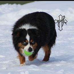 Maui - Miniature American Shepherd
