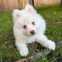 Gus McCrae - White male Pomsky puppy in Blue Earth, Minnesota from Blue Sky Pomsky