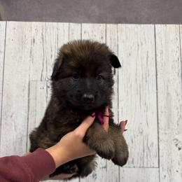 Dark pink puma - Sable female German Shepherd puppy in Herrick, South Dakota from Dakota Shepherds Kennels