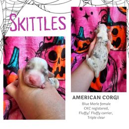 Skittles - Blue merle and white female American Corgi puppy in Mansfield, Ohio from Moonrise corgis