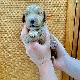 "November at 2 Weeks" Goldendoodle Puppies from Our Golden Willow