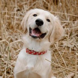 Golden Retrievers from Kenland’s Golden retrievers