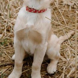 Golden Retrievers from Kenland’s Golden retrievers