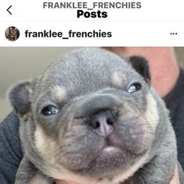 Boy 1 - French Bulldog puppy in Mansfield, Texas from Franklee Frenchies