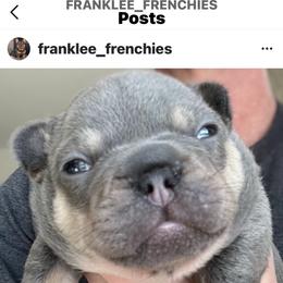 Boy 1 - French Bulldog puppy in Mansfield, Texas from Franklee Frenchies
