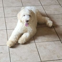 Noodles - White and gold Bordoodle puppy in Hillsboro, Wisconsin from Nolichuckey Bordoodles