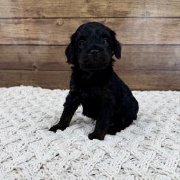 Rufus - Black and tan male Cockapoo puppy in Beresford, South Dakota from DAKOTA DOOD RANCH