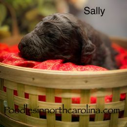 Sally - Brown female Poodle puppy in Greenville, North Carolina from Grace Poodles