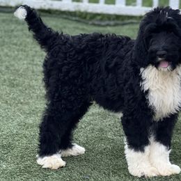 Chocolate Coveted Oreos - Goldendoodle puppy in Charlotte, North Carolina from Ben and Jerry Doodles