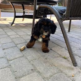 Cavapoo and Cockapoo Puppies from SunnySide Mini Doodles