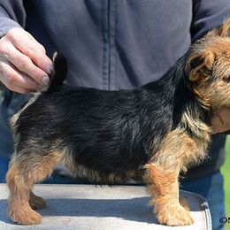 Labrador Retriever and Norwich Terrier Puppies from Rockycreek