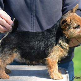 Labrador Retriever and Norwich Terrier Puppies from Rockycreek