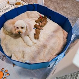 Poodle Puppies from Poodle Avenue