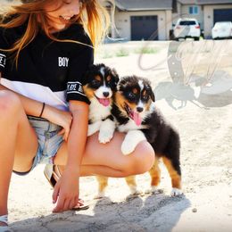 Australian Shepherd, Miniature American Shepherd, and Miniature Australian Shepherd Puppies from Copper Sky Aussies & Mini American Shepherds