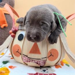 Green - Chocolate male Labrador Retriever puppy in Heath Springs, South Carolina from Rich Hill Retrievers