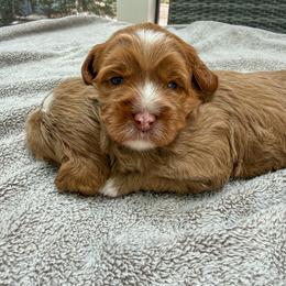 Dolly - Caramel red female Australian Labradoodle puppy in Matthews, North Carolina from Weddington Labradoodles