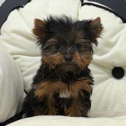 Henry TEACUP - Black and tan male Yorkshire Terrier puppy in Monticello, Iowa from Ashley’s Puppies