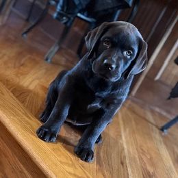 Penny - Labrador Retriever