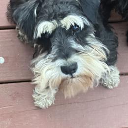 Lanee - Miniature Schnauzer