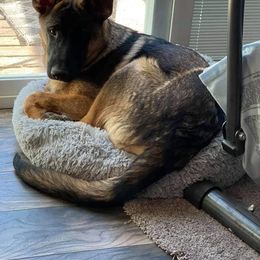 Alaskan Malamute and German Shepherd Puppies from Willowhaus