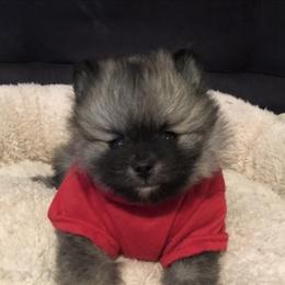 Pomeranian Puppies from Lisas Pomeranians