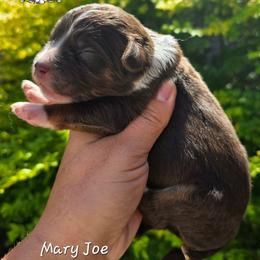 Mary Joe - Red phantom female Aussiedoodle puppy in Vinemont, Alabama from Cotton Country Kennels