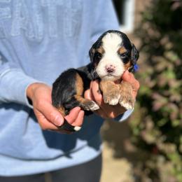 Flynn - Tri-color male Bernedoodle puppy in Sugarcreek, Ohio from Cuddly Companion Doodles